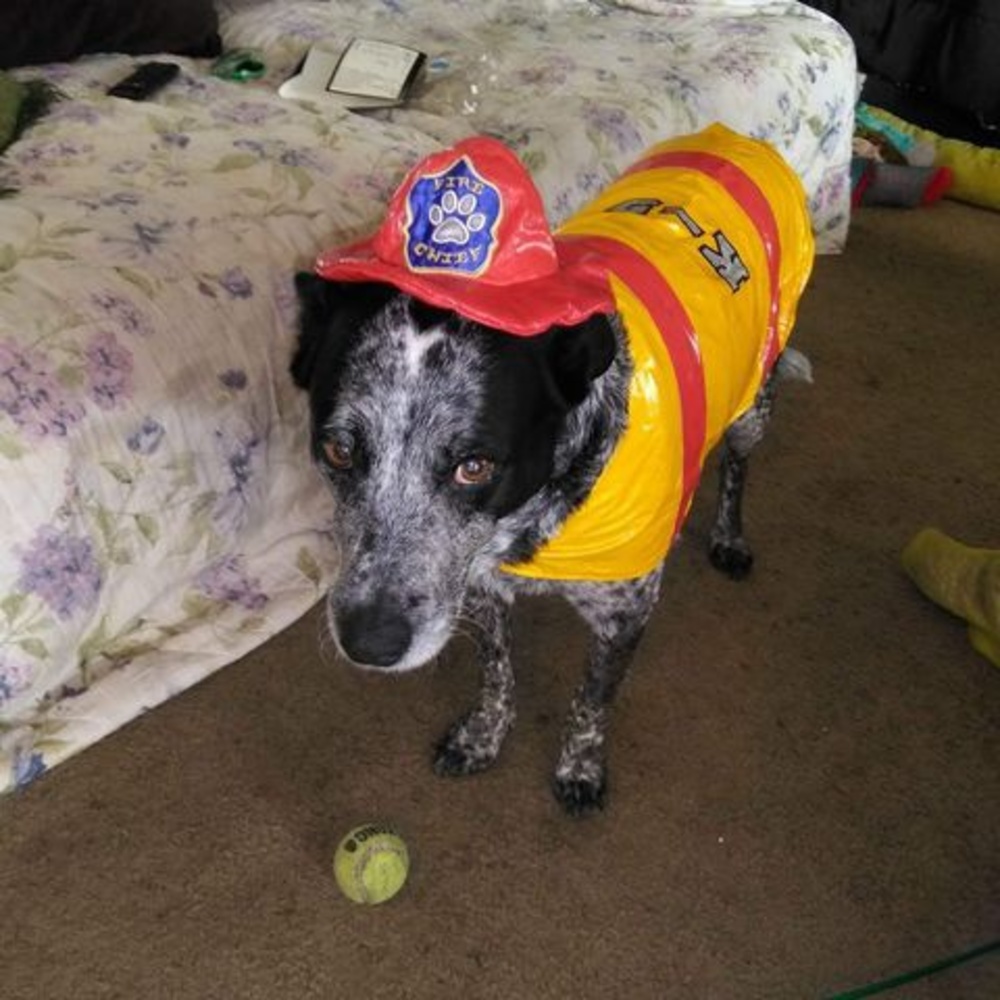 Meet your Posher, Debbie